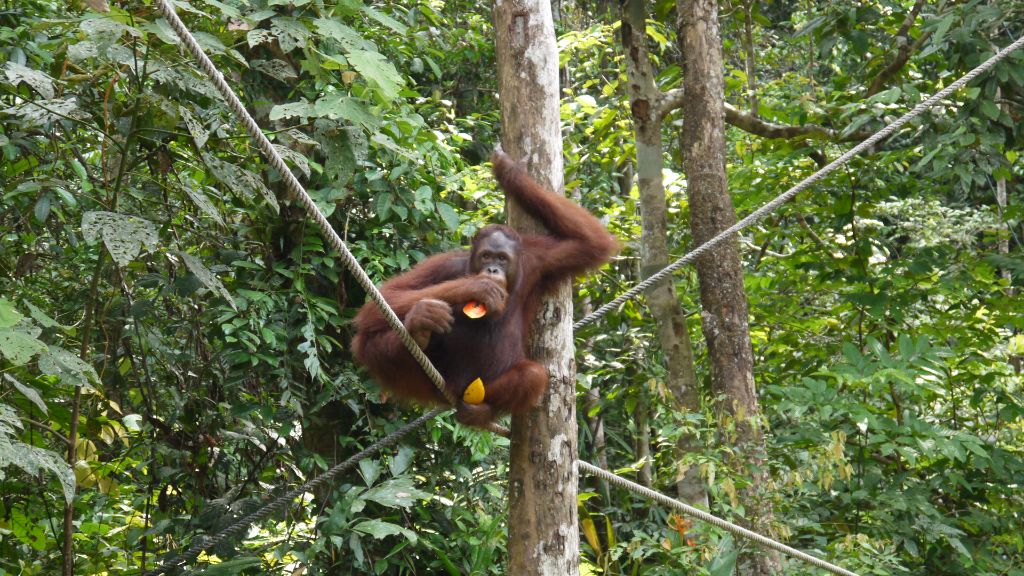 Borneo, 7 tipů co vidět