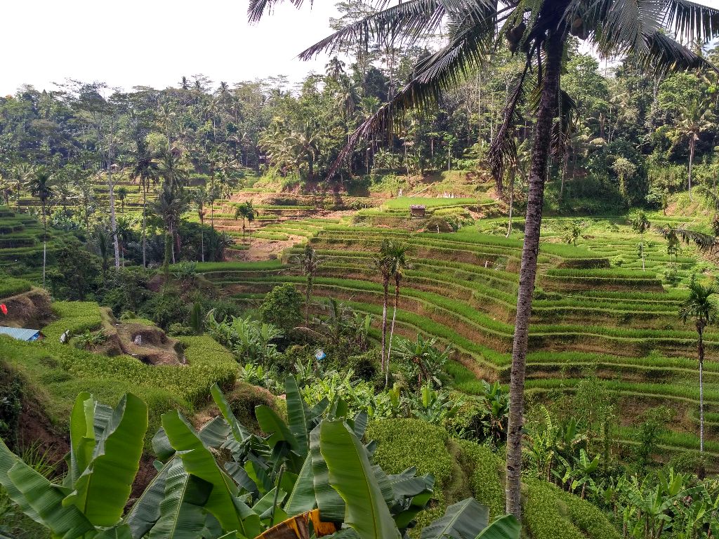 Jak si na Bali užít rýžové terasy bez turistů